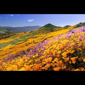 Meet your Posher, Mireille